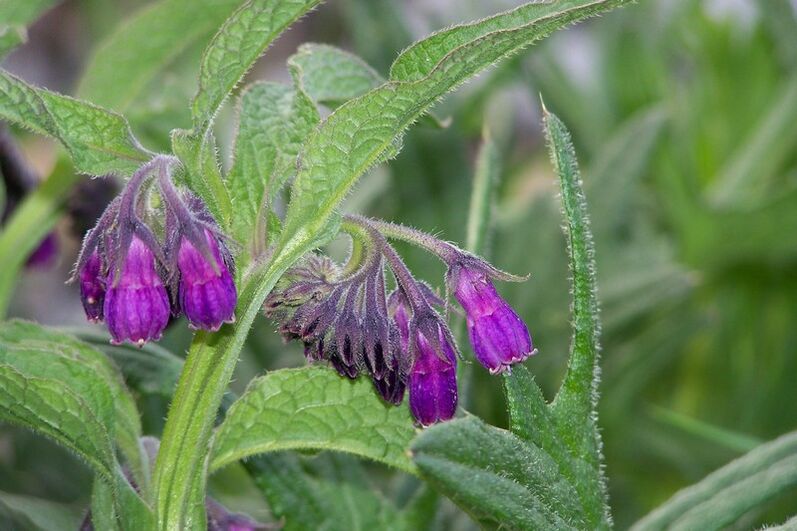 Comfrey emakakaela osteokondroosi raviks