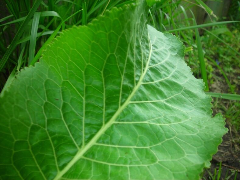 mädarõigas emakakaela osteokondroosi jaoks