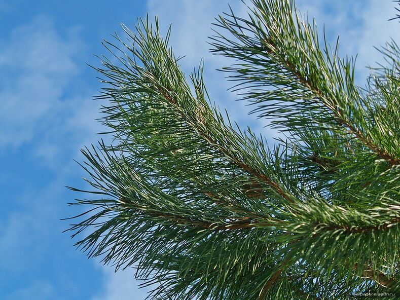 nõelad emakakaela osteokondroosi raviks